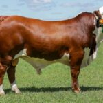 ESTÂNCIA NOVA AURORA URUGUAIANA RS